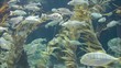 Video: Unterwasserwewlt Unterwasserwewlt