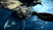 Video: Pinguine unter Wasser Pinguine unter Wasser