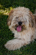 Bichon dog