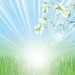 Beautiful spring background