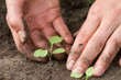 woman hands weeding the sprouts of radish