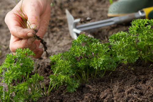 Photo: woman hands weeding parsley bed woman hands weeding parsley bed