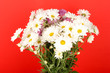 bouquet of daisies on the color background
