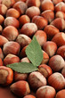 tasty  hazelnuts with leaves, close up