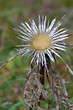Silberdistel