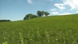 Beautiful Green Hill Pan