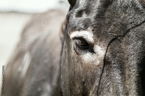 Photo: Photo of a cute donkey on the farm Photo of a cute donkey on the farm