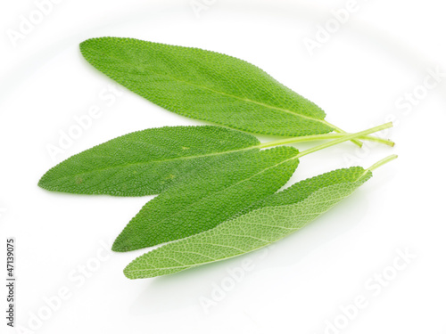 Photo: Sage Sage