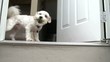 Puppy Greeting at Door Opening