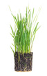Green grass