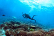 Foto: Underwater photographer on a coral reef Underwater photographer on a coral reef