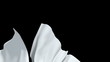 white silk unveil background