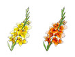 Gladiola