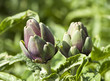 Foto: Artichoke buds Artichoke buds