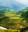 rice field on terraced in mountain. Terraced rice fields in Viet