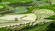 Rice filed of terraces , Yen bai, viet nam.