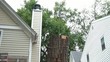 Cutting Tree Disposal