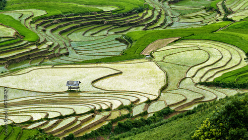 Photo: Rice filed of terraces , Yen bai, viet nam. Rice filed of terraces , Yen bai, viet nam.