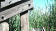 Under Railroad Bridge with Cattails