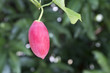 Ivy Gourd