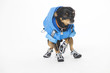 Hund mit Schuhen