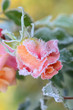 Blumen 252