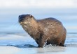 Photo: otter Lutra lutra otter Lutra lutra