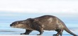 otter Lutra lutra