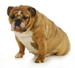 pregnant dog