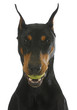 dog with ball