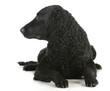 curly coated retriever