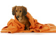 dog bath