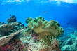 Foto: Underwater seascape with soft coral Underwater seascape with soft coral