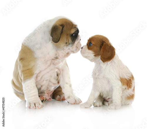 Photo: puppy friends puppy friends