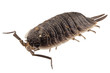 woodlouse species porcellio scaber