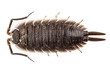 woodlouse species porcellio scaber