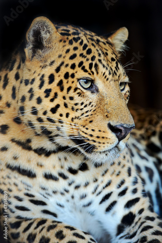 Photo: Leopard Leopard