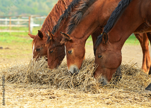 Photo: Horse Horse