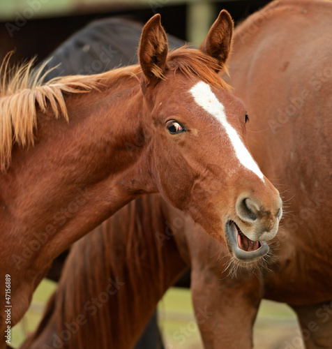 Photo: Horse Horse