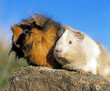 Foto: Meerschwein_117351 Meerschwein_117351