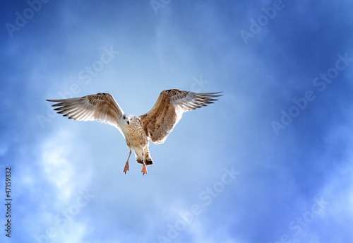 Photo: Möwe Möwe