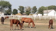 brown horse and foals