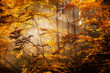 Beautiful autumn woods landscape