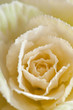 Rose Flower Closeup