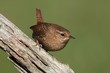 Winter Wren (Troglodytes) On A Branch