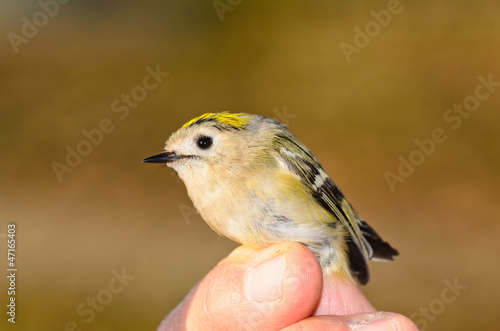 Photo: Regolo - Regulus regulus Regolo - Regulus regulus