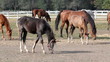 grey foal and horses
