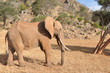 Foto: Elefant Elefant