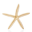 starfish isolated on white