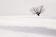 lonely winter tree